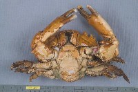 燦爛滑面蟹藏品圖，第2張